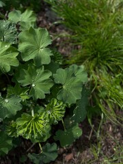 leaves in the garden