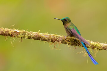 Violet-tailed Sylph - male (Aglaiocercus coelestis) Ecuador 