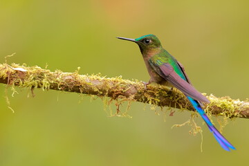 Violet-tailed Sylph - male (Aglaiocercus coelestis) Ecuador 