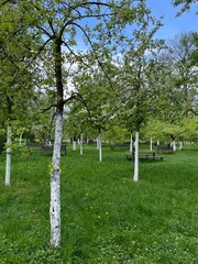 trees in the park