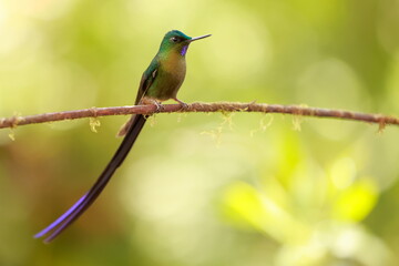 Violet-tailed Sylph - male (Aglaiocercus coelestis) Ecuador 