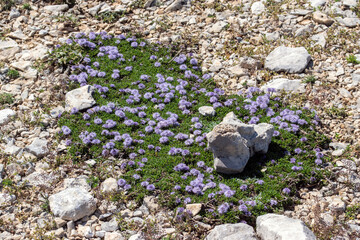 Globularia repens, Kriechende Kugelblume, Mont Ventoux, Provence, Frankreich, 15.06.2023