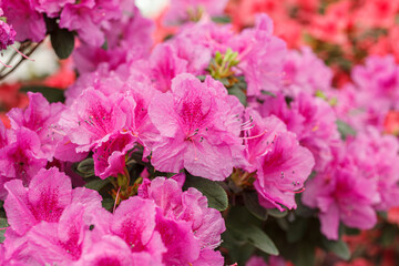Beautiful blooming pink Azalea bushes