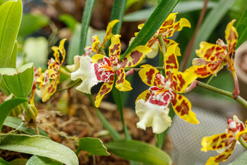 Beautiful blooming orchids of different colors
