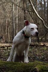 American Staffordshire Terrier Alpaca dog rescued from poor conditions and now works as a model