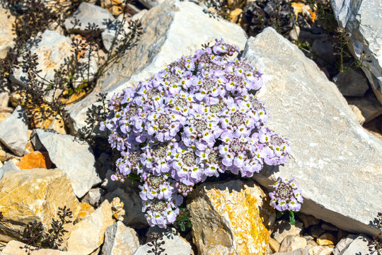 Iberis aurosica subsp. nana, Mont Ventoux, Provence, Frankreich, 15.06.2023