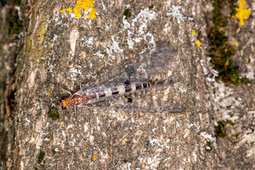 Ameisenjungfer , MyrmeleontidaeMalaucene, Provence, Frankreich, 17.06.2023