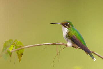 White-booted racket-tail, Female (Ocreatus underwoodii) Ecuador