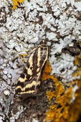 Ackerwinden-Bunteulchen,..Acontia trabealis, Malaucene, Provence, Frankreich, 17.06.2023