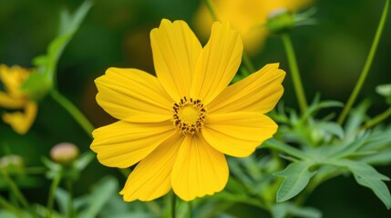 Obraz premium Sulfur Cosmos also known as Yellow Cosmos with green leaves in the background