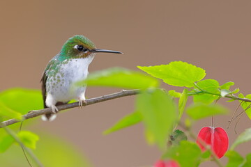 White-booted racket-tail, Female (Ocreatus underwoodii) Ecuador