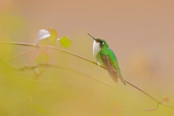 White-booted racket-tail, Female (Ocreatus underwoodii) Ecuador