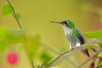 White-booted racket-tail, Female (Ocreatus underwoodii) Ecuador