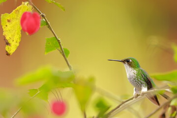 White-booted racket-tail, Female (Ocreatus underwoodii) Ecuador