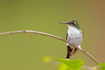 White-booted racket-tail, Female (Ocreatus underwoodii) Ecuador