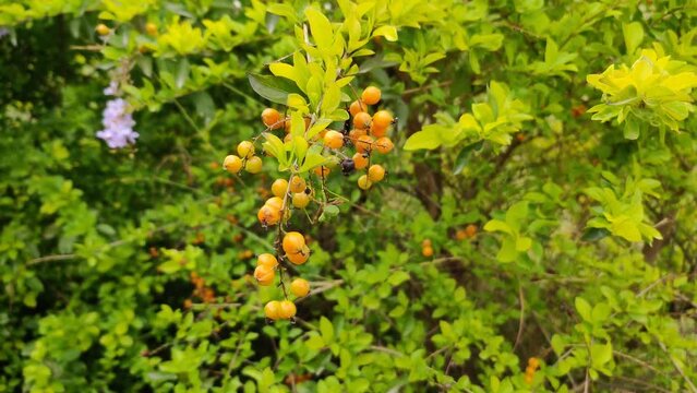 Duranta erecta plant with fruits in spring _ Duranta erecta fruits in garden 
