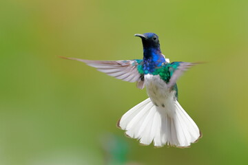 White-necked Jacobin (Florisuga mellivora) Ecuator