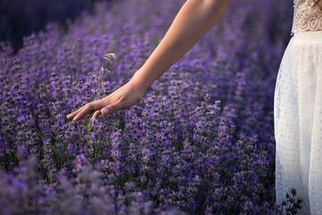 lavender in the region