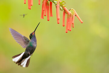 White-tailed Hillstar (Urochroa bougueri) Ecuador