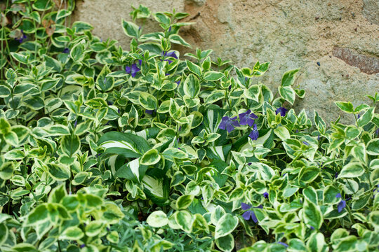 Vinca major Variegata, barwinek, większy