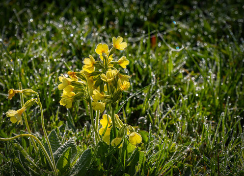 Pierwiosnek, pierwiosnka, prymulka, Primula - rosa