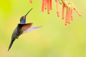 White-tailed Hillstar (Urochroa bougueri) Ecuador