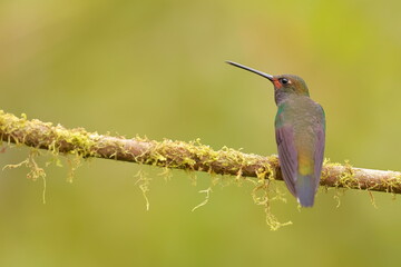White-tailed Hillstar (Urochroa bougueri) Ecuador