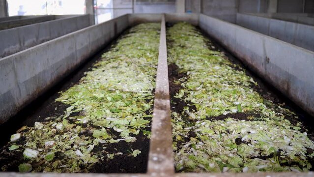Raising earthworms in a cement pond.