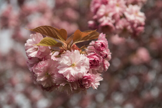 close up of pink cherry blossom on branch in spring