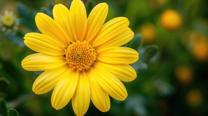 Obraz premium Close up of beautiful yellow chamomile flower on natural floral background