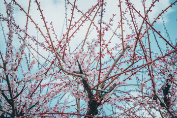 남산한옥마을 전경