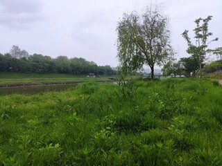 Obraz premium a spring rainy morning.