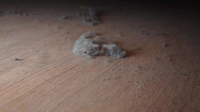Dust nad Dirt on a Wooden Floor. Dirty Floor under Bed. Colonies of Dust Bunnies Underneath. Under Bed Floor Duster. Untidiness House.