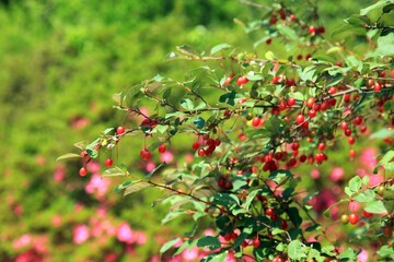 보리수 열매 - 수목원