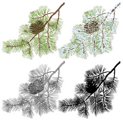 Pine branch with snow and pine cones and  as vintage engraving and silhouette set  eight vector illustration editable hand drawn