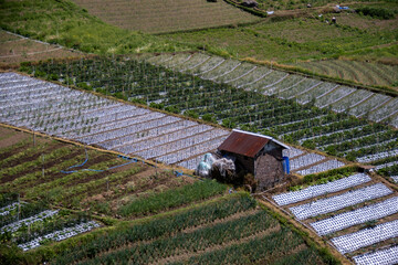 The green rural terraced vegetable field and a small wooden hut in the middle of the field in...