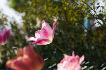 ピンクのチューリップ