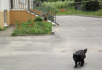 Black dog in a yard with red poppy flowers and a cat in the background.