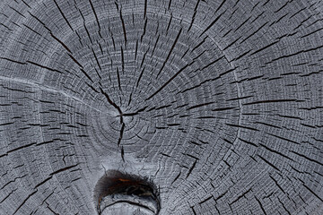Burnt acacia tree with detailed growth rings and cracks on its cross section structure. Wood grain