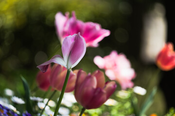 Fototapeta premium ピンクの花