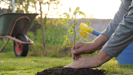 Close up hands mature farmer with love and care plant young green tree in fertilized ground in garden with wheelbarrow and watering can. Spring sunset. Caring for nature, family tree or reforestation © dlogvin