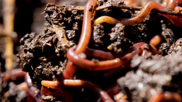 Fertilizer from vermicompost. Organic fertilizer.