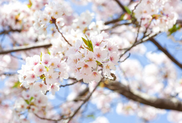 ソメイヨシノ桜の枝のアップ