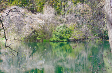 桜と新緑が映る湖面