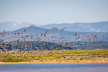 Flamingos flying near Gruissan, Occitania, France 