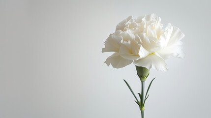 Pristine White Carnation Flower Standing Out on a Pure White Background
