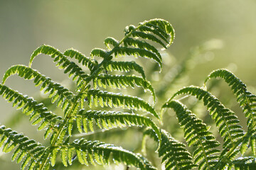 Young fern leaves in the forest. Beautiful morning light.