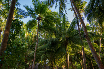 Obraz premium Palm trees in a dense green forest.