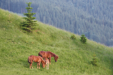 Several red horses and a foal graze on the hillside. Use of horses for rural work.