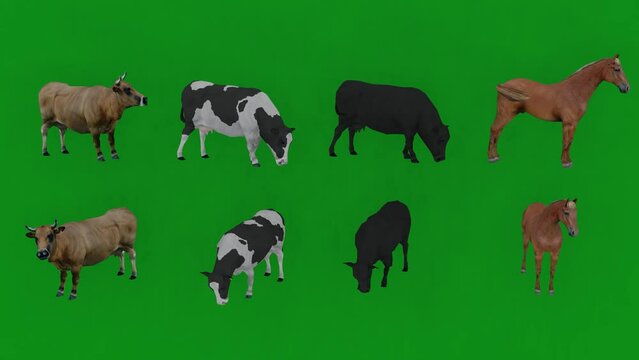 Animals in chroma key green screen animated 8 cows and 3D horses eating rendered in the farm